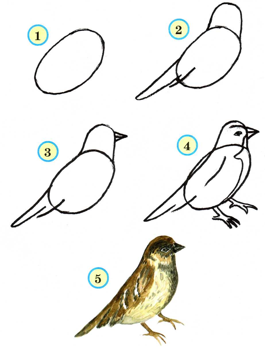 Рисуем птичку 1 класс