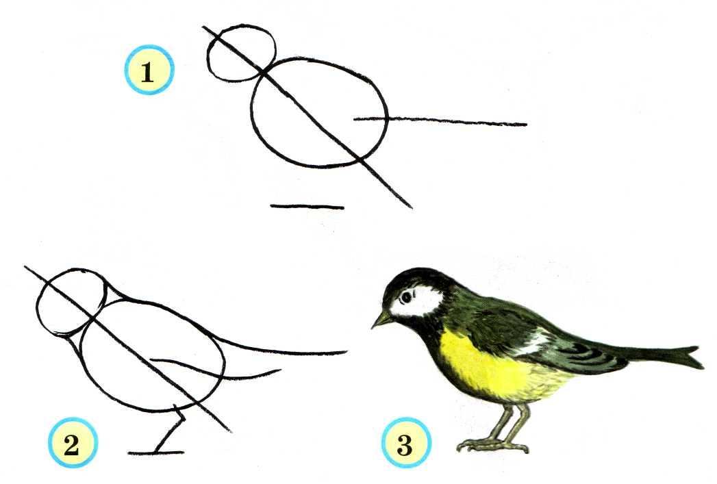 Рисование во 2 классе птицы