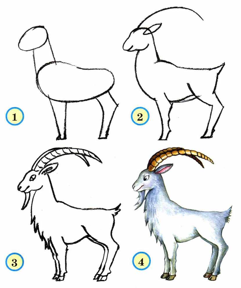 Как нарисовать (рисовать) животных - поэтапные рисунки и видеоуроки