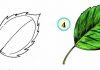 Учимся рисовать ЛИСТЬЯ