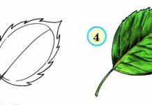 Учимся рисовать ЛИСТЬЯ