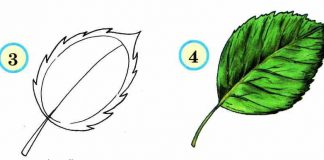 Учимся рисовать ЛИСТЬЯ