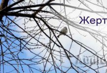 Жертва хвалы. Сокровища мистера Паркера Жертва хвалы