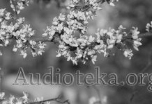 Учимся рисовать птиц Audioteka.org