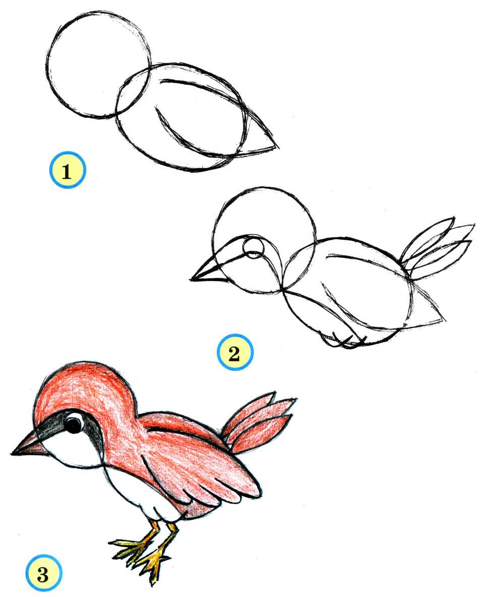 Поэтапное рисование птиц для дошкольников