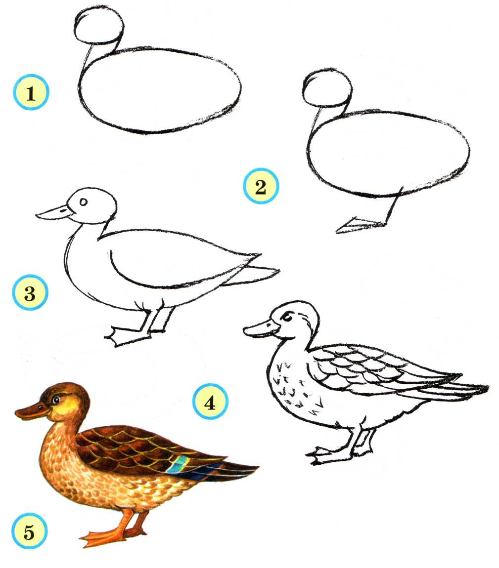 Рисунок птицы 5 класс. Как рисовать утку сбоку. Последовательное рисование птицы. Поэтапное рисование птиц. Рисование птиц для детей.