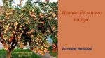 Николай Антонюк