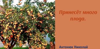 Принесёт много плода – Николай Антонюк Николай Антонюк