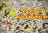 Росток из сухой земли – Карев А. В. Росток из сухой земли - Карев А. В.