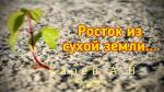 Росток из сухой земли – Карев А. В. Росток из сухой земли - Карев А. В.