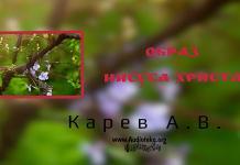 Образ Иисуса Христа – Карев А. В. Образ Иисуса Христа - Карев А. В.