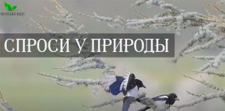 Спроси у природы – Долгопят Спроси у природы - Стеклянная лягушка
