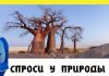 Спроси у природы – Баобаб