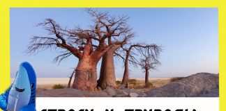 Спроси у природы – Баобаб