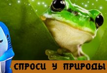 Спроси у природы – Стеклянная лягушка