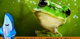 Спроси у природы – Стеклянная лягушка